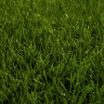 Искусственная трава Grass Ворс 25 мм Искусственная трава Grass Ворс 25 мм