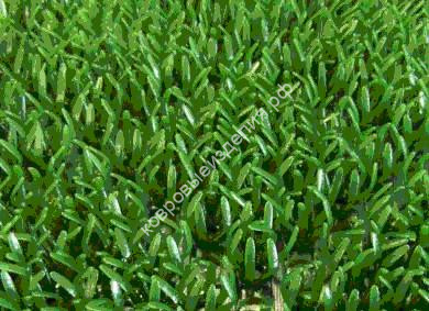 Щетинистое покрытие FinnTurf Plus дизайн 10 зеленый Щетинистое покрытие FinnTurf Plus дизайн 10 зеленый